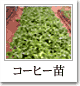 �R�[�q�[�c